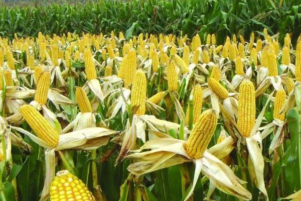 T3119D玉米种子特征特性，中抗丝黑穗病