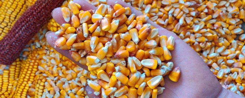 WL5588玉米品种简介，适宜在肥力中上等的地块种植