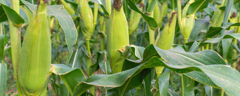 MT3106玉米种子特征特性，密度4000株/亩左右