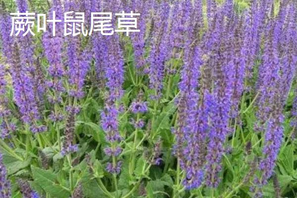鼠尾草有哪些品种，包括蓝花鼠尾草、芡欧鼠尾草、黄金鼠尾草等种类