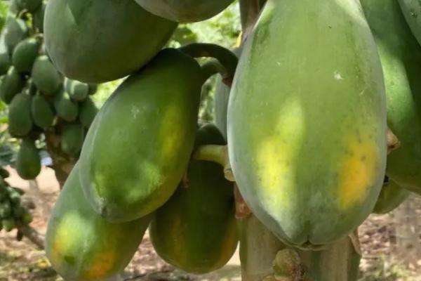 红心木瓜的产地，主要产自海南省三亚市