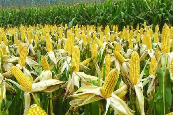 锦研922玉米品种的特性，密度3500株/亩左右