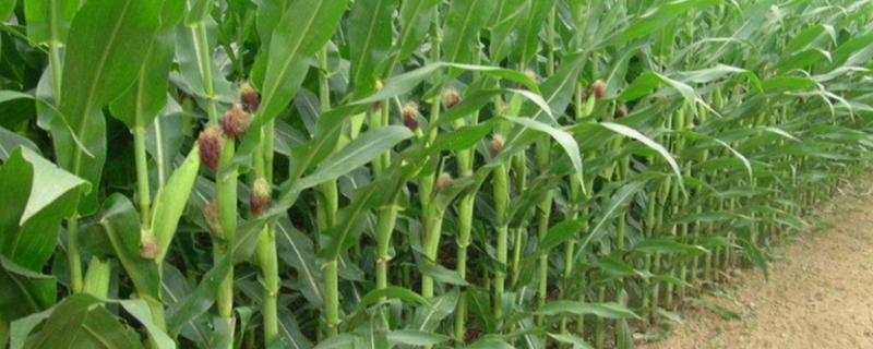 佳昌969玉米种简介，密度4000株/亩左右