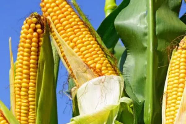 BJ1579玉米品种的特性，密度4000株/亩左右