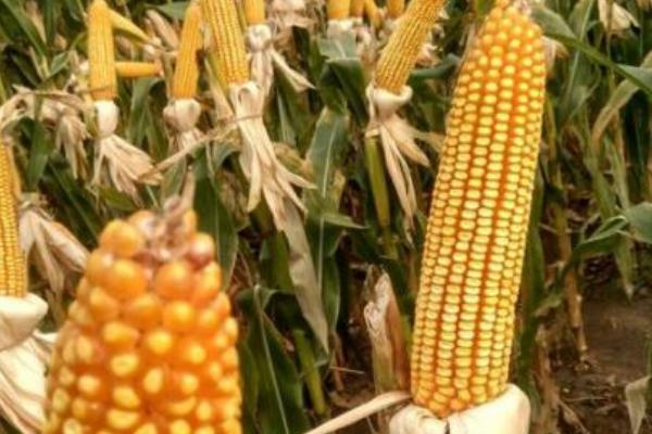 玉禾田777玉米种简介，适宜在肥力中上等的地块种植