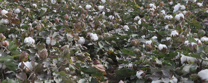 辽棉55棉花品种的特性，播种时亩施底肥50千克复合肥