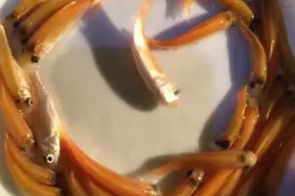 黄金鲩鱼苗的价格，各地价格不一