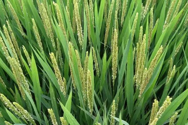 阳光稻114水稻种子简介，大田前期注意防治稻潜叶蝇