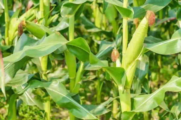 红禾83玉米品种的特性，中等肥力以上地块栽培