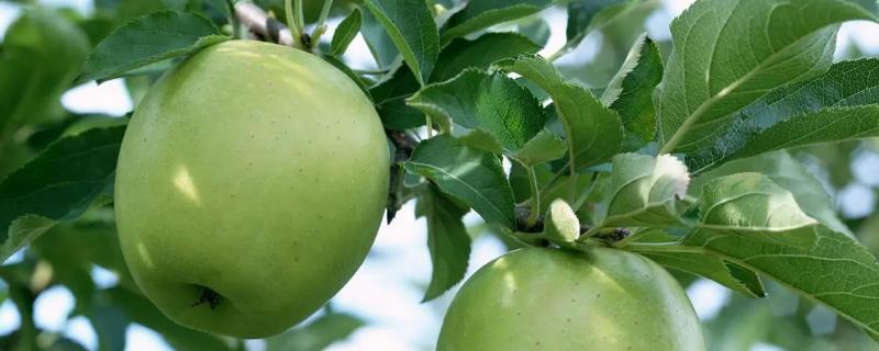 青苹果的优良品种，包括陕西青苹果等品种