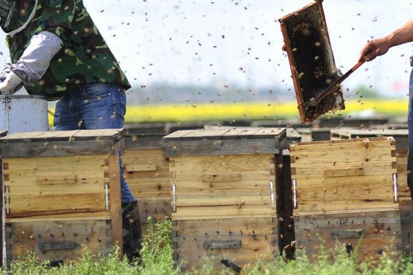 蜜蜂螨虫的种类，主要包括狄氏瓦螨、亮热厉螨、武氏蜂盾螨等种类