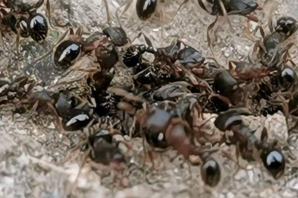 蚂蚁是不是昆虫，是常见的多态型的社会昆虫