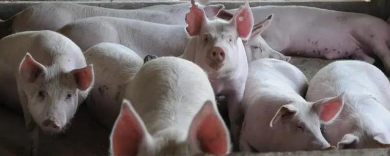 养猪场如何除虫，需严格做好消毒、粪便清理、新猪隔离等工作