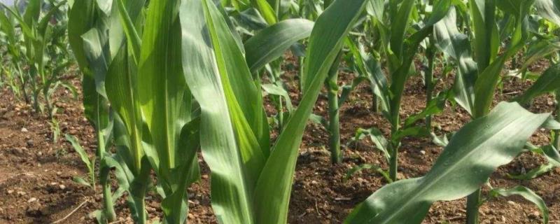A6017玉米品种的特性，中等肥力以上地块栽培