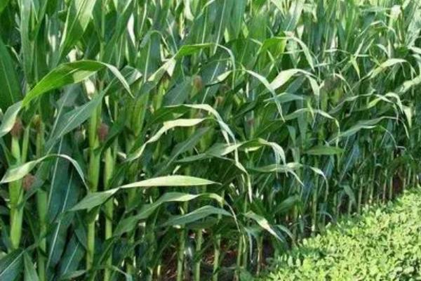 A6017玉米品种的特性，中等肥力以上地块栽培