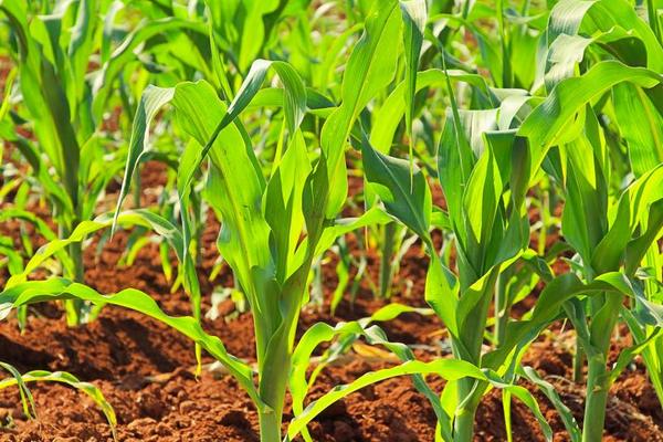 吉东659玉米品种简介，中等肥力以上地块栽培