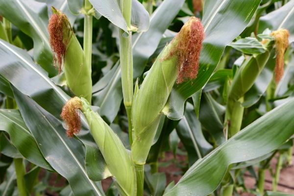 吉东659玉米品种简介，中等肥力以上地块栽培