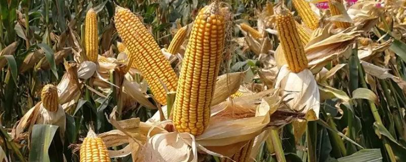 先玉2036玉米种子特征特性，4月下旬至5月上旬播种