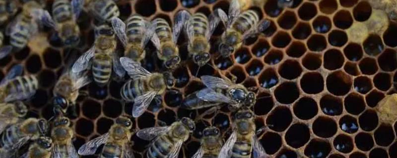 蜜蜂快速繁殖技术，可同群同箱分蜂或继箱底箱分蜂等