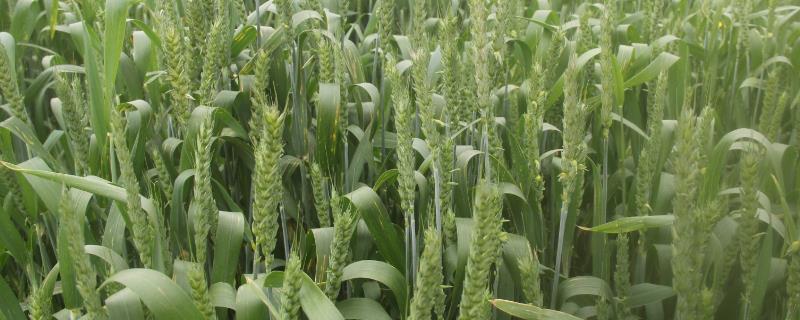吉春29小麦种子特点，出苗至成熟81天