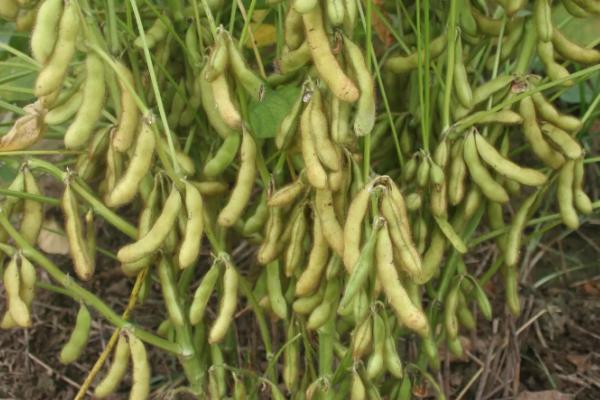 九兴豆3号大豆品种简介，一般4月下旬至5月上旬播种
