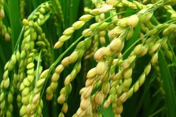 佳稻39水稻品种的特性，中熟品种