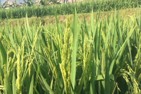 通福203水稻种子介绍，每亩有效穗数24.0万穗