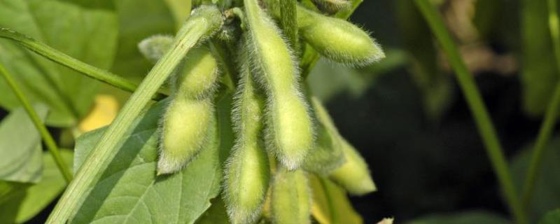 雁育豆21大豆种简介，8月中旬及时防治大豆食心虫