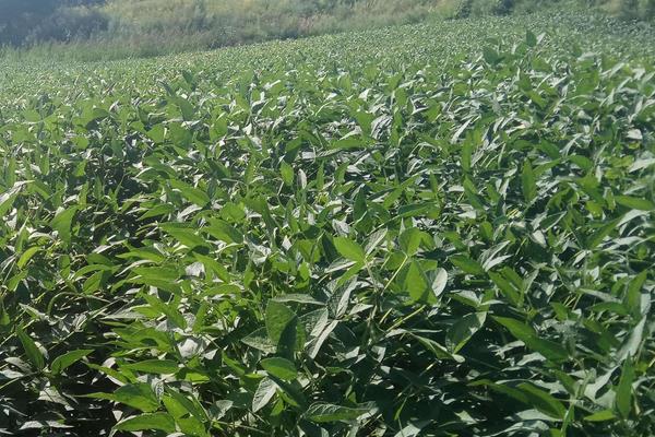 吉农136大豆种简介，中抗大豆花叶病毒1号株系