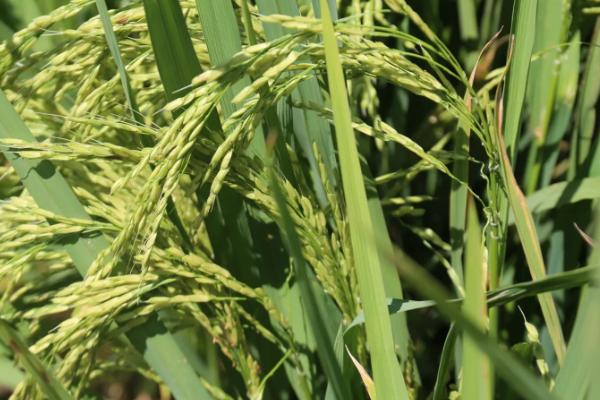 通源2水稻种子特征特性，每亩有效穗数24.2万穗