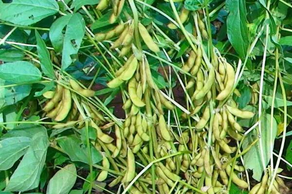 吉育318大豆品种的特性，8月中旬及时防治大豆食心虫