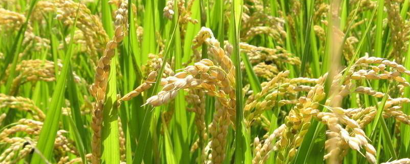 中淼1水稻品种的特性，该品种主茎11片叶