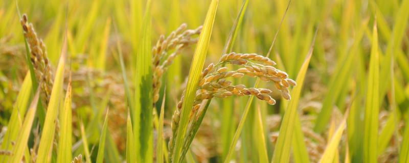龙庆稻100水稻种子特点，普通粳稻品种