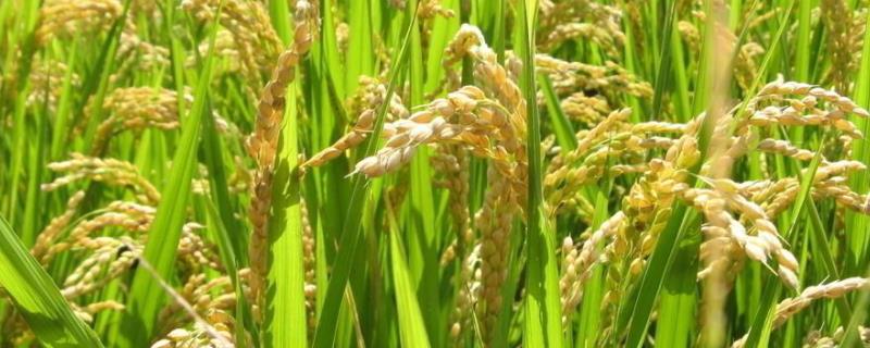 稻香11水稻品种的特性，该品种主茎11片叶