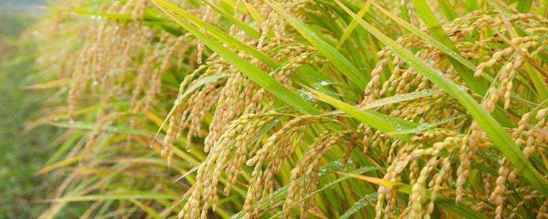稼禾14号水稻种子介绍，该品种主茎11片叶