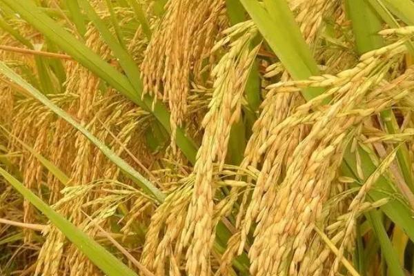 龙庆稻99水稻种子特征特性，在适应区播种期4月12日