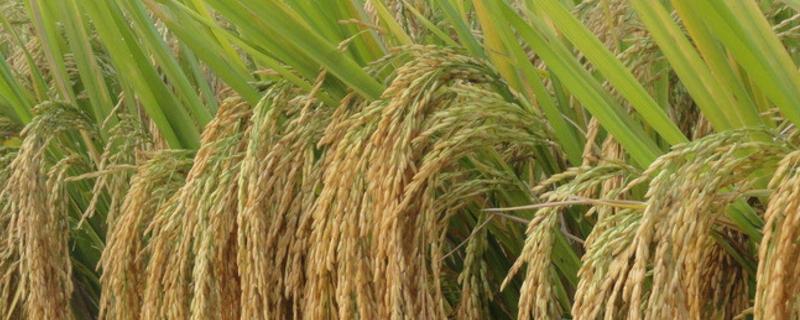 承泽1号水稻种子特征特性，该品种主茎11片叶