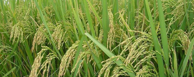 鑫育818水稻种子特征特性，该品种主茎11片叶