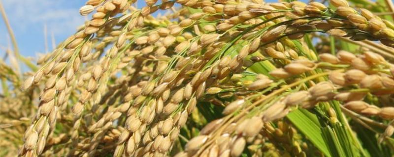 普粳817水稻种子特征特性，该品种主茎11片叶