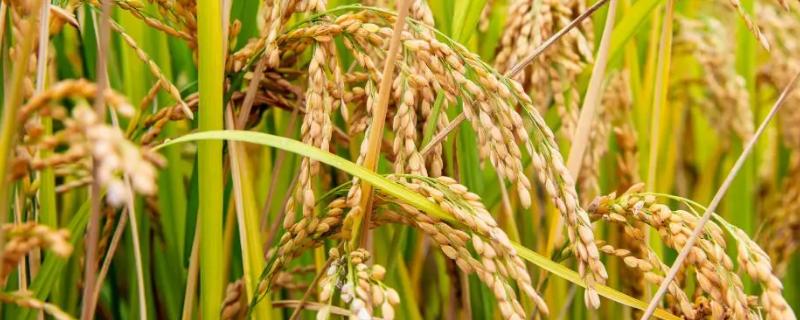 合粳21水稻种子简介，该品种主茎11片叶