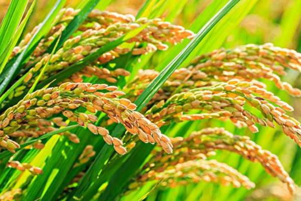 Z2025水稻品种的特性，普通粳稻品种