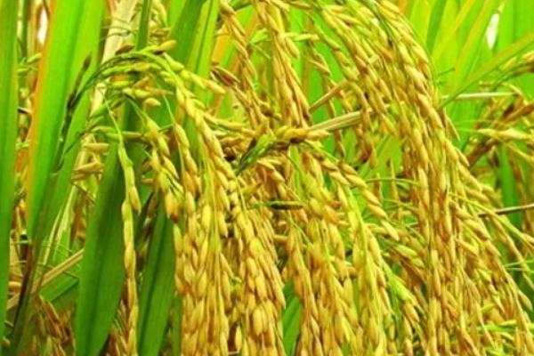 Q2022水稻种子特征特性，该品种主茎12片叶