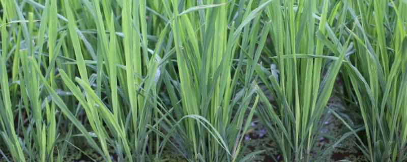 Q2022水稻种子特征特性，该品种主茎12片叶