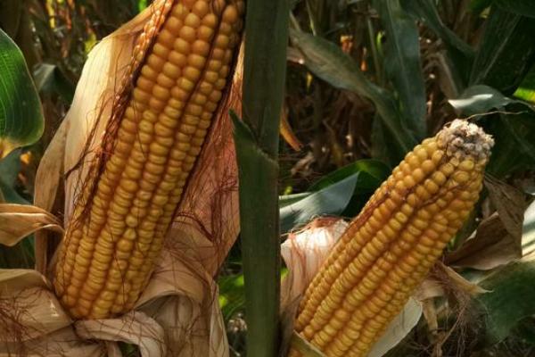 鹏玉66玉米种子特点，种植密度不宜过大
