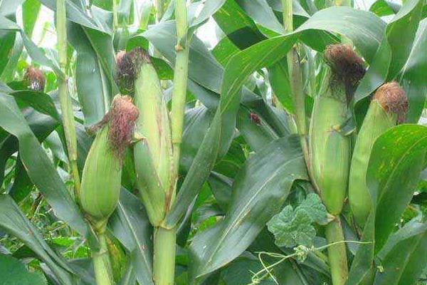 新农1567玉米种子介绍，种植密度不宜过大