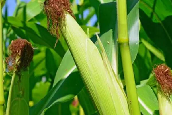 绥科糯262玉米种子特征特性，在适应区5月5日左右播种