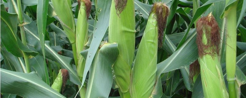 绥科糯262玉米种子特征特性，在适应区5月5日左右播种