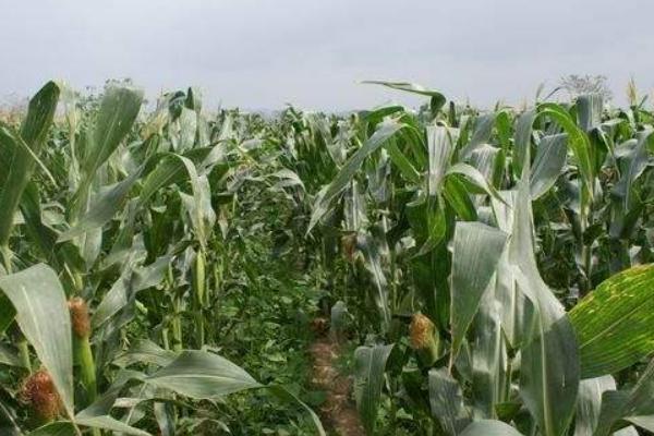 中邦3K1玉米种子介绍，选择肥力地块
