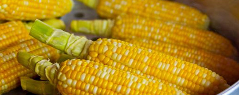吉龙656玉米种子特征特性，在适应区5月7日左右播种