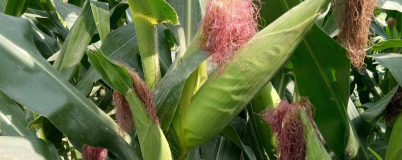 创玉806玉米种子特征特性，在适应区5月1日左右播种